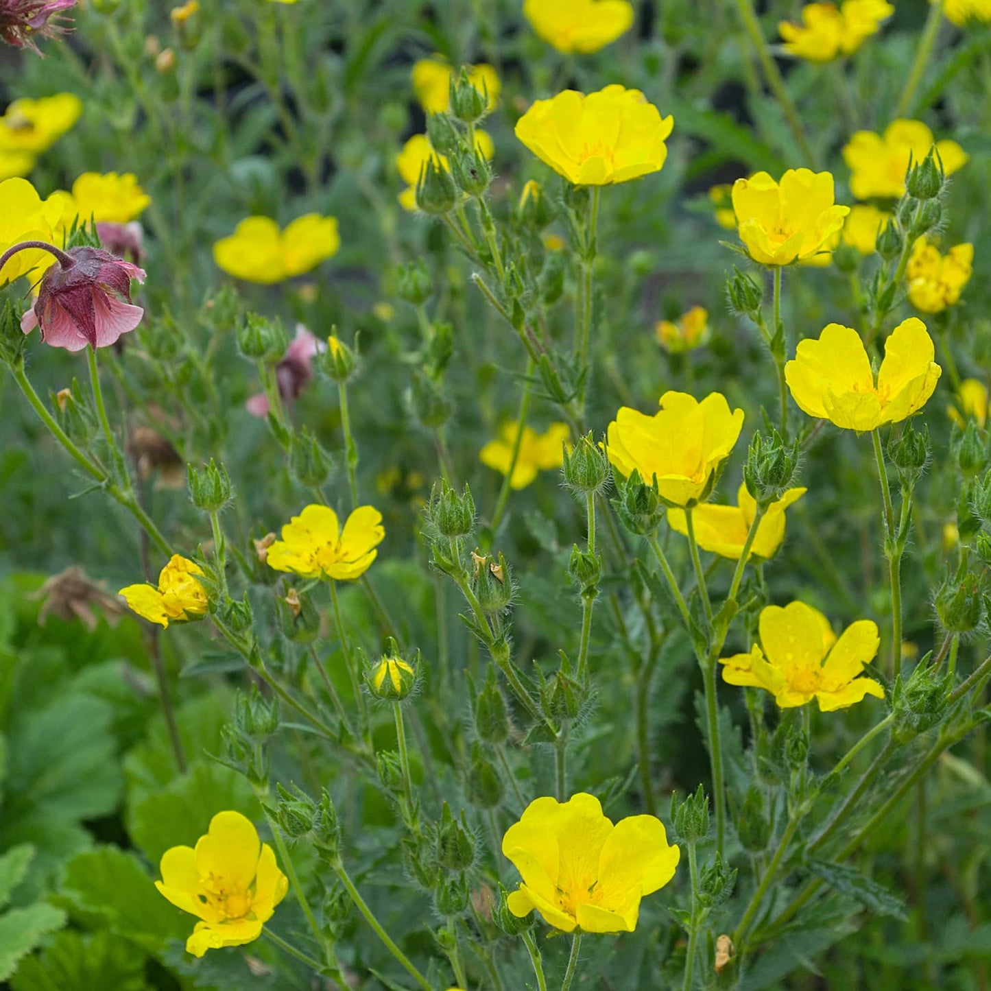 Potentilla warrenii