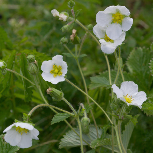 Potentilla 'Oakbank White'