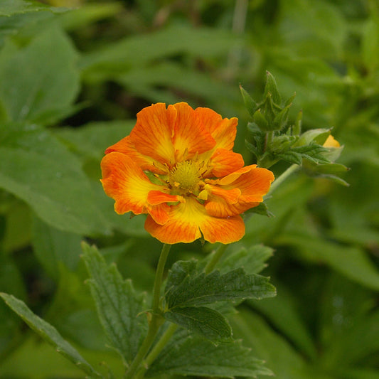Potentilla 'William Rollison'