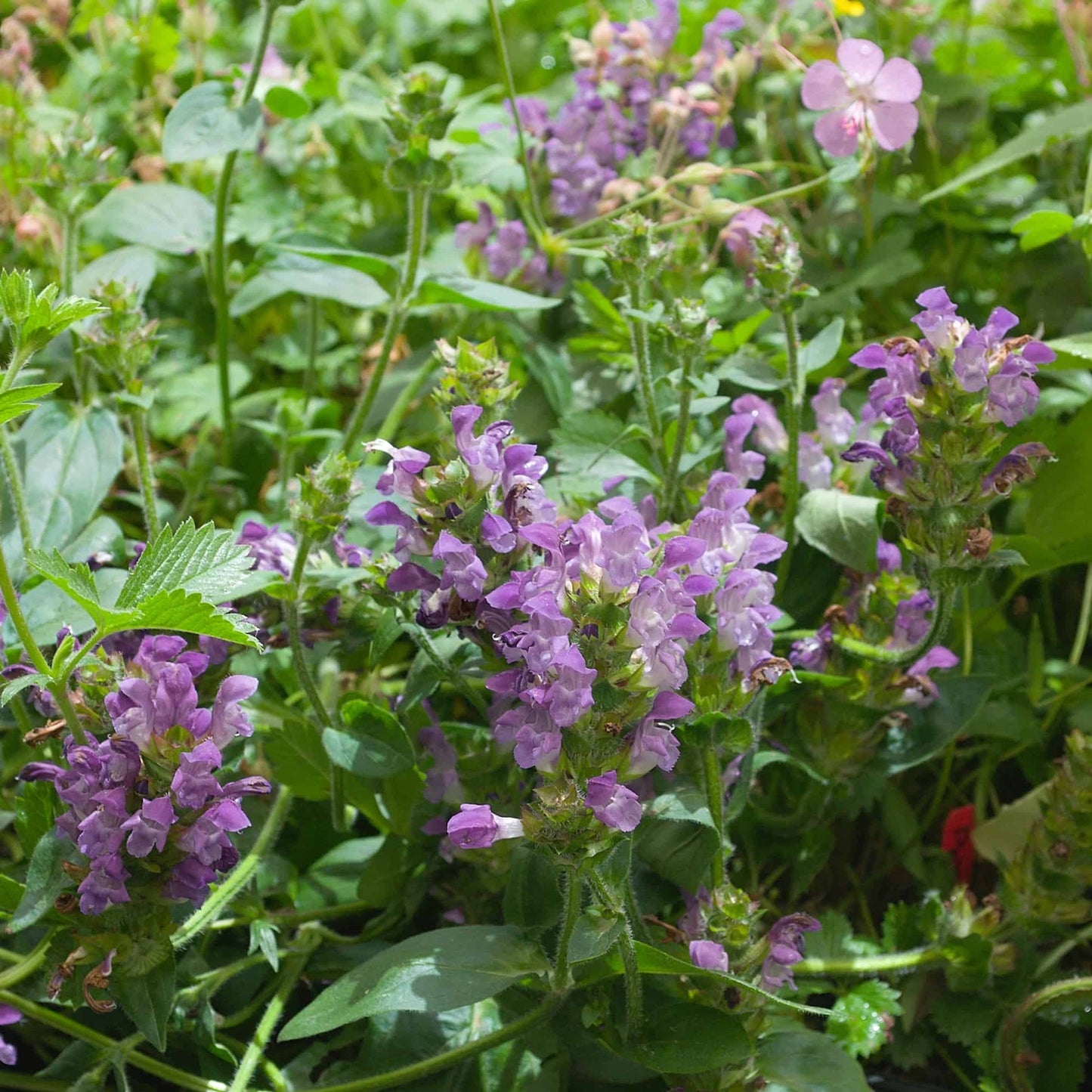 Prunella 'Lilac Loveliness'