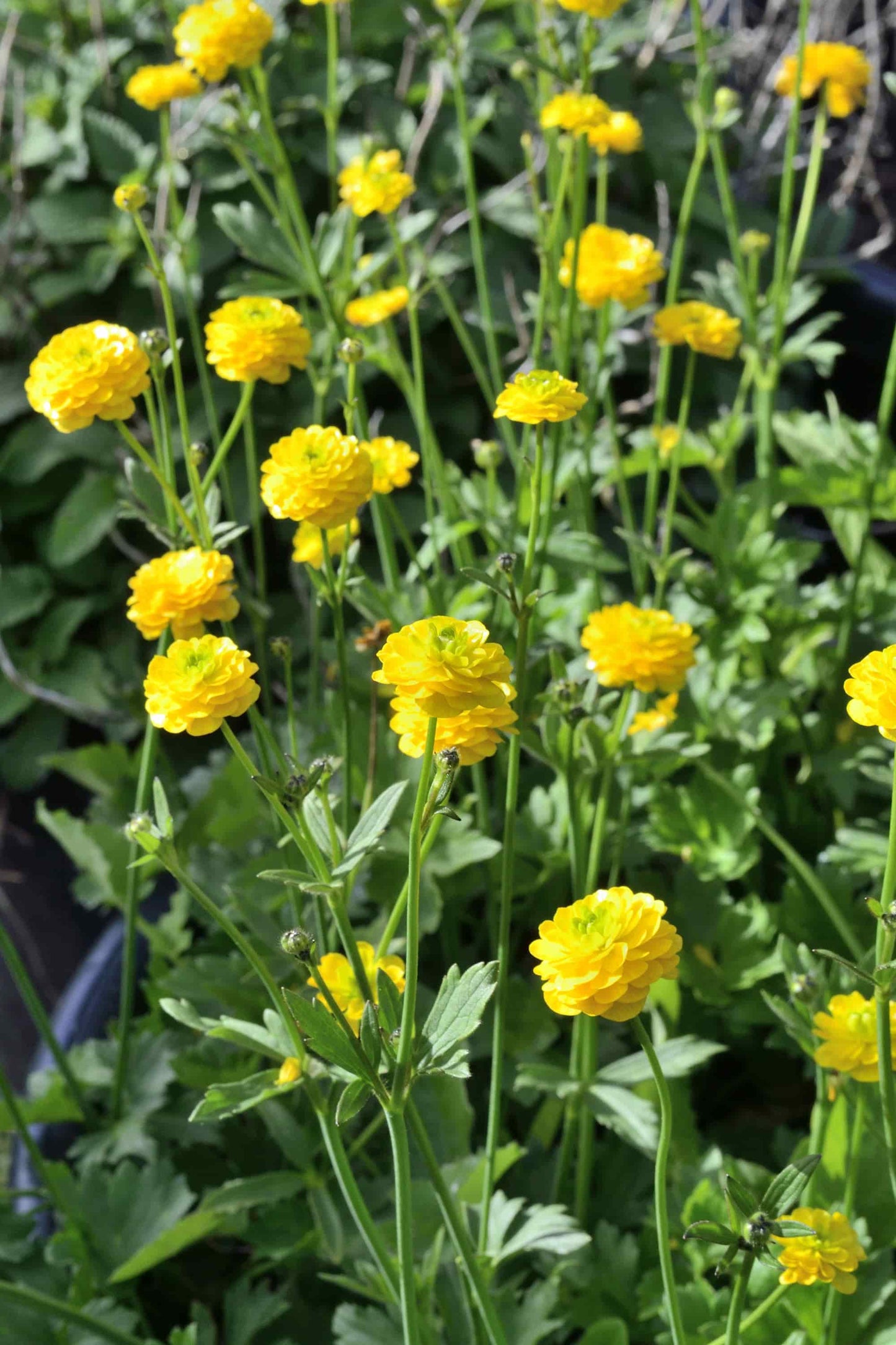 Ranunculus acris 'Flore Pleno'