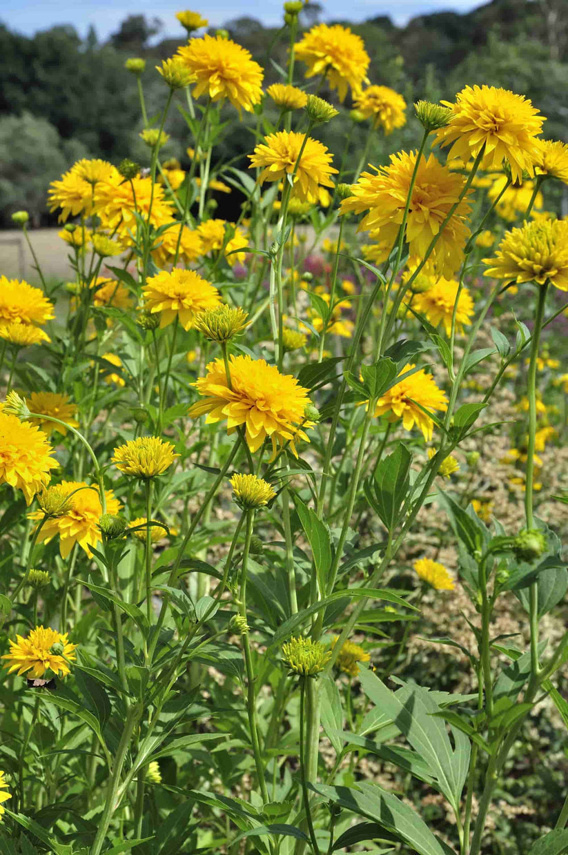Rudbeckia 'Golden Glow' – Hills Perennials