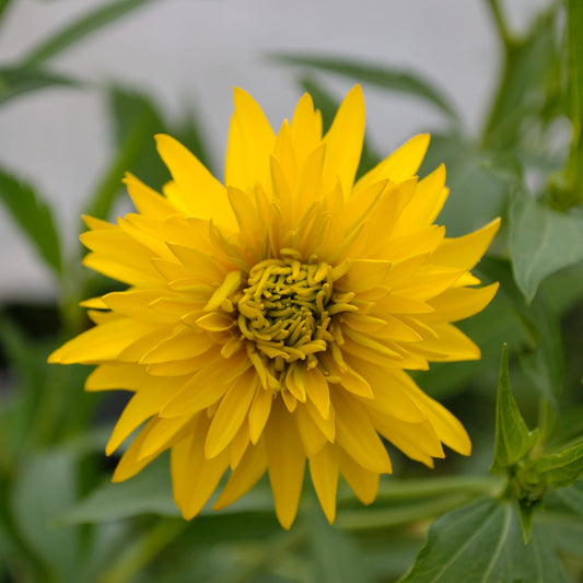 Rudbeckia 'Goldquelle'