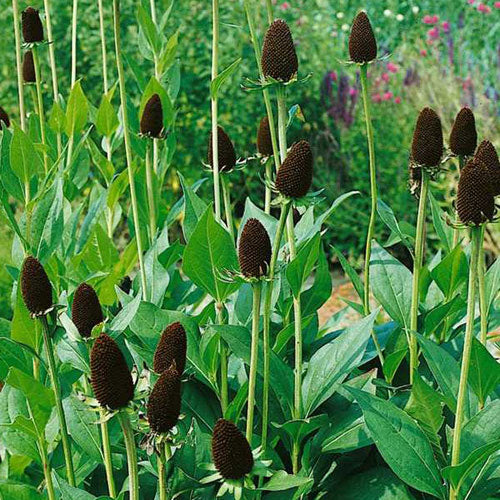 Rudbeckia 'Green Wizard'