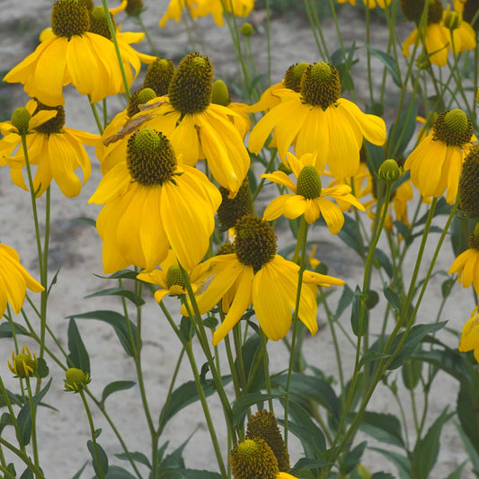 Rudbeckia 'Herbstsonne'