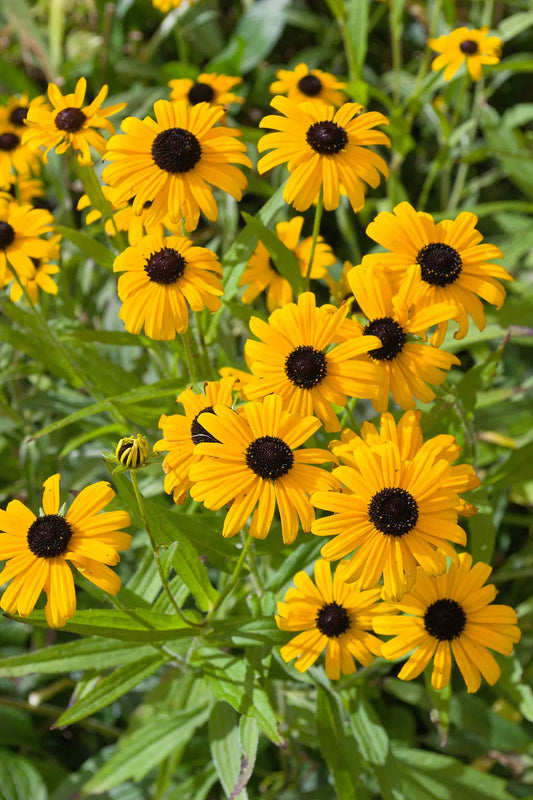 Rudbeckia speciosa