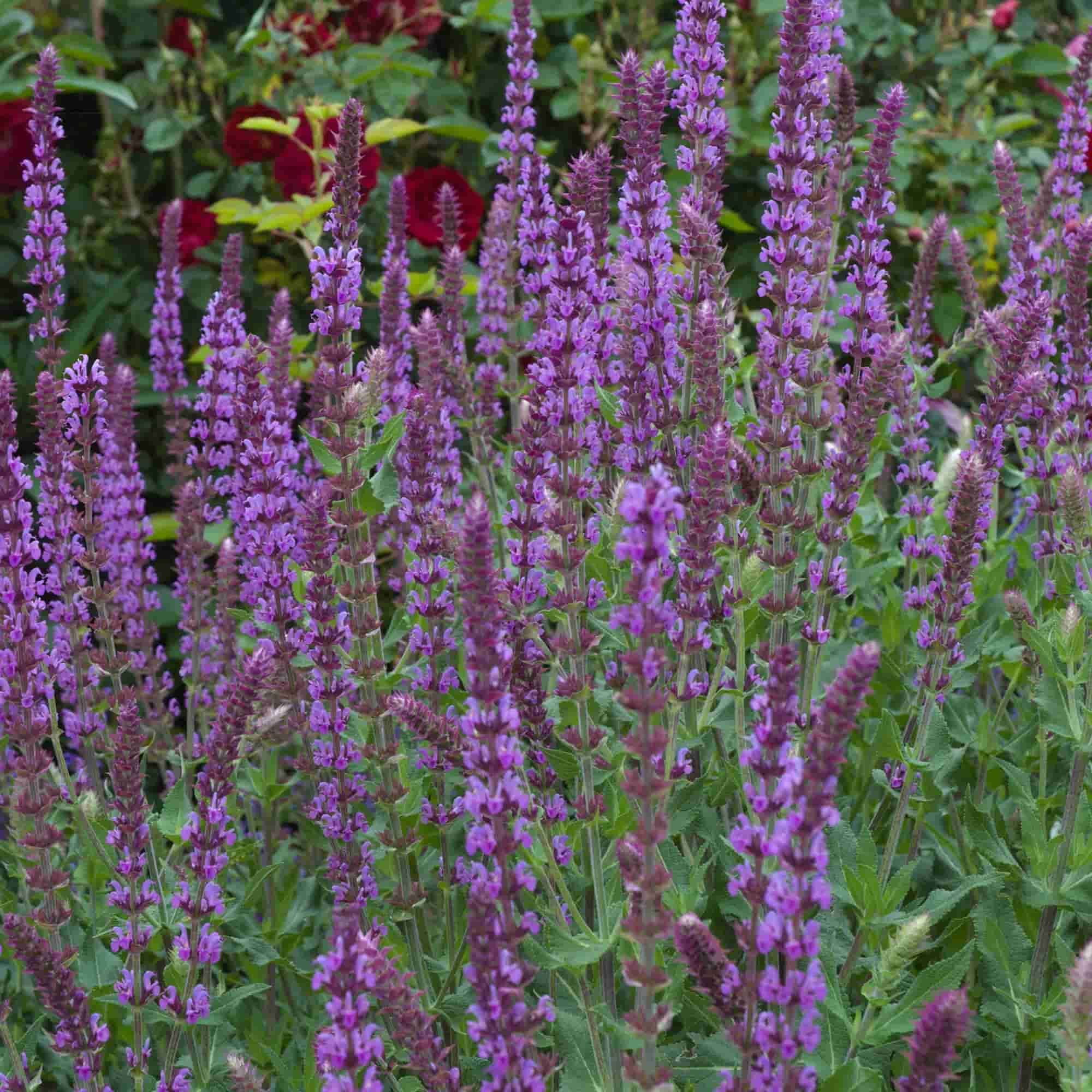 Salvia 'Amethyst' – Hills Perennials