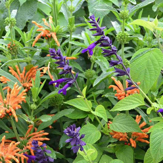 Salvia 'Black Knight'