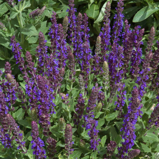 Salvia 'Blue Hills'