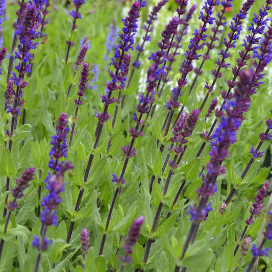 Salvia  'Carradonna'