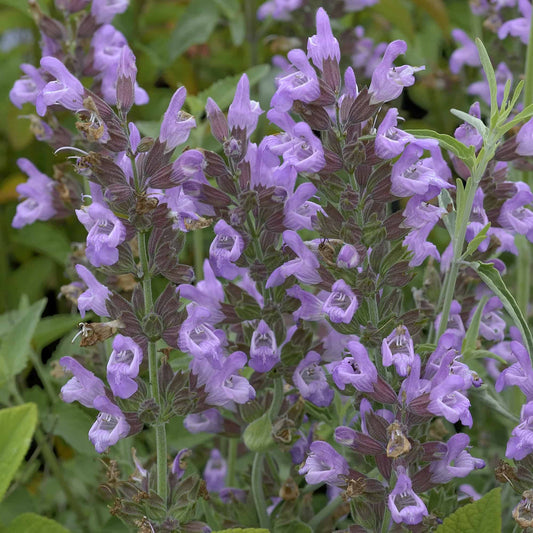 Salvia 'Greek Skies'