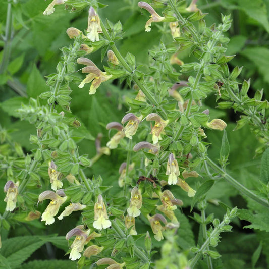 Salvia 'Koyamae'