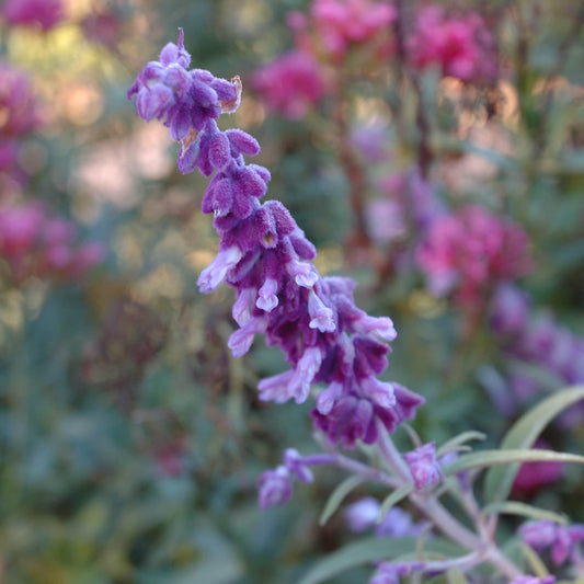 Salvia  'Nioka'