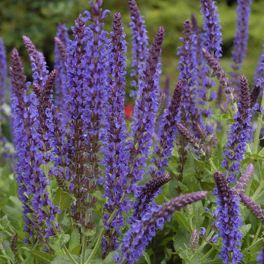 Salvia 'Ostfriesland'