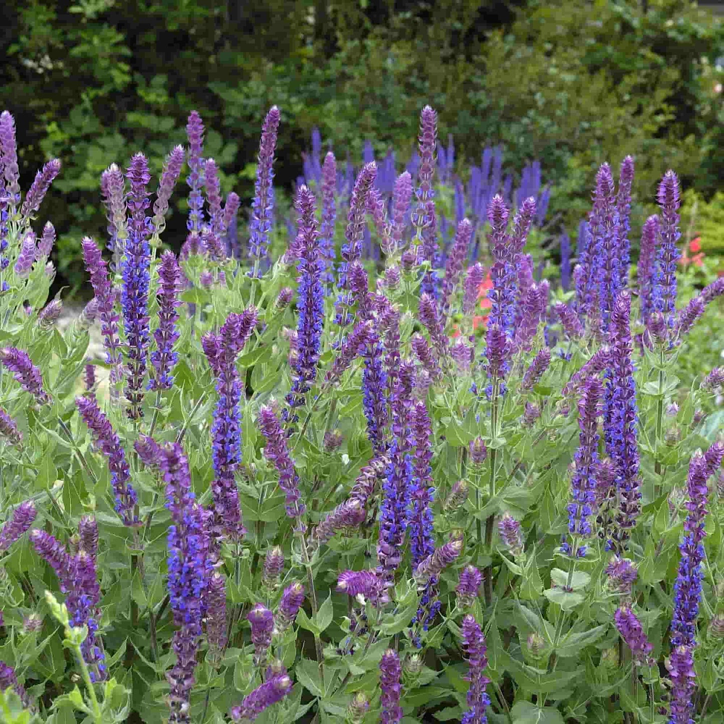 Salvia 'Tesquicola'