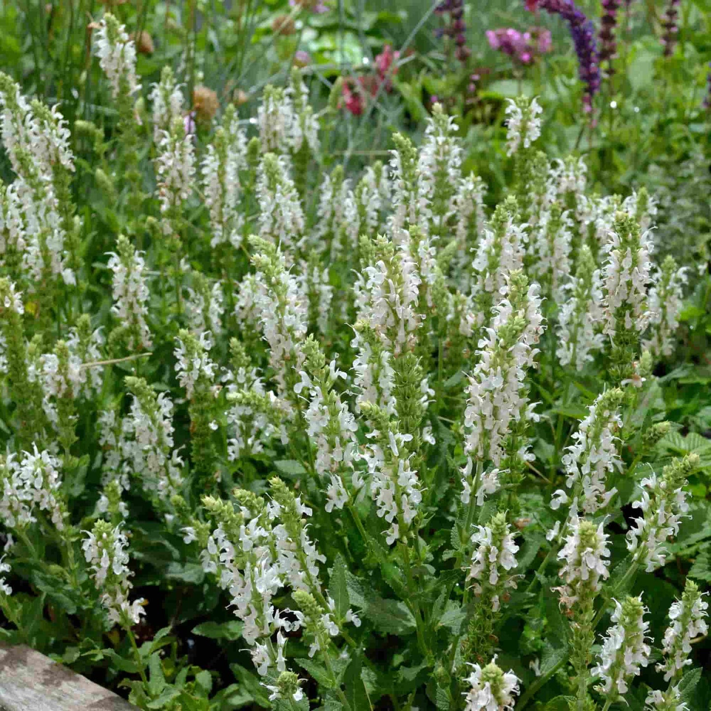 Salvia 'Snow Hills'