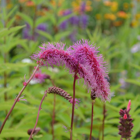 Sanguisorba hakusanensis