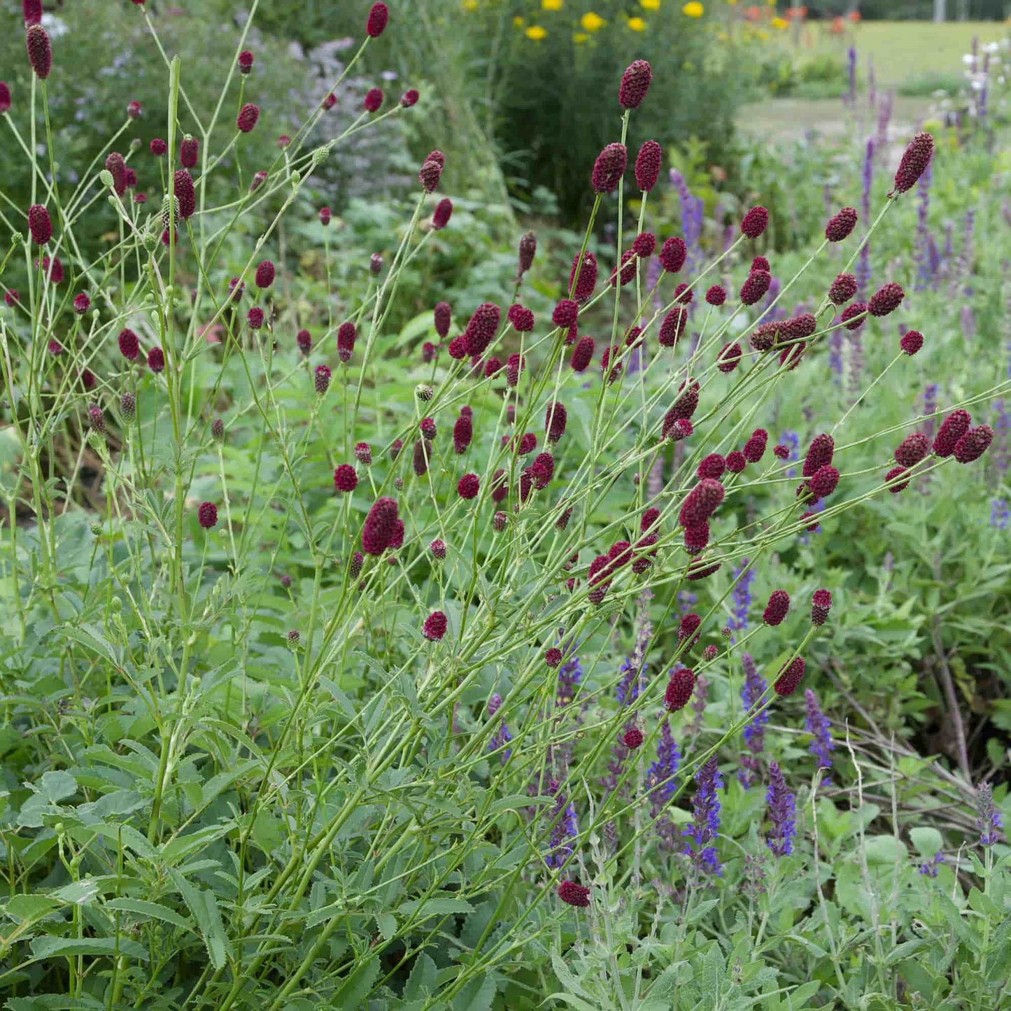 A garden scene with tall green plants featuring clusters of dark burgundy-purple seed heads and purple flowers in the background.