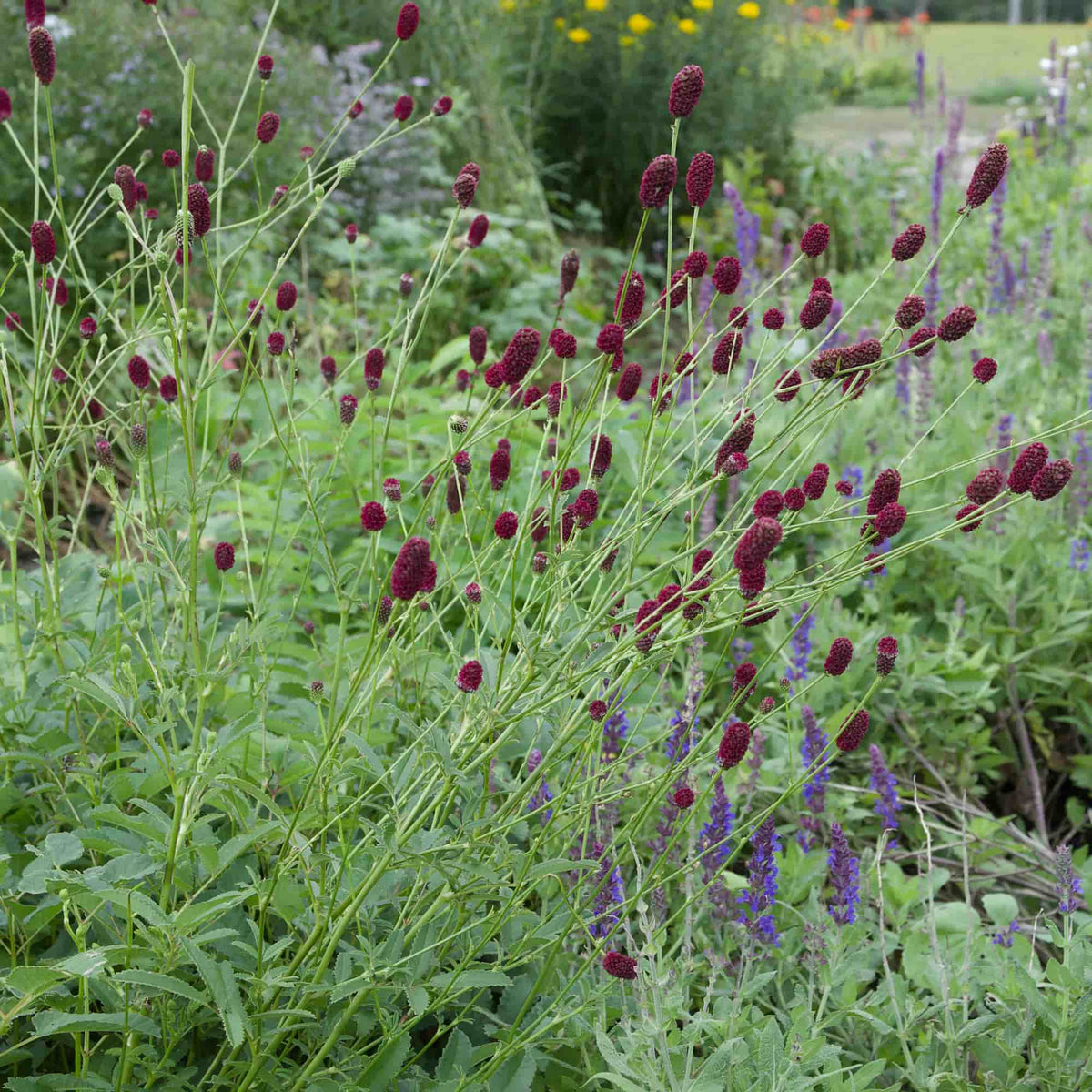 A garden scene with tall green plants featuring clusters of dark burgundy-purple seed heads and purple flowers in the background.