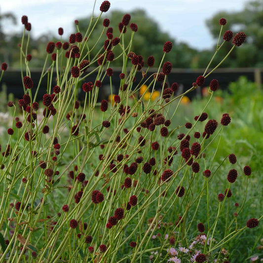 Sanguisorba 'Oakbank Red'