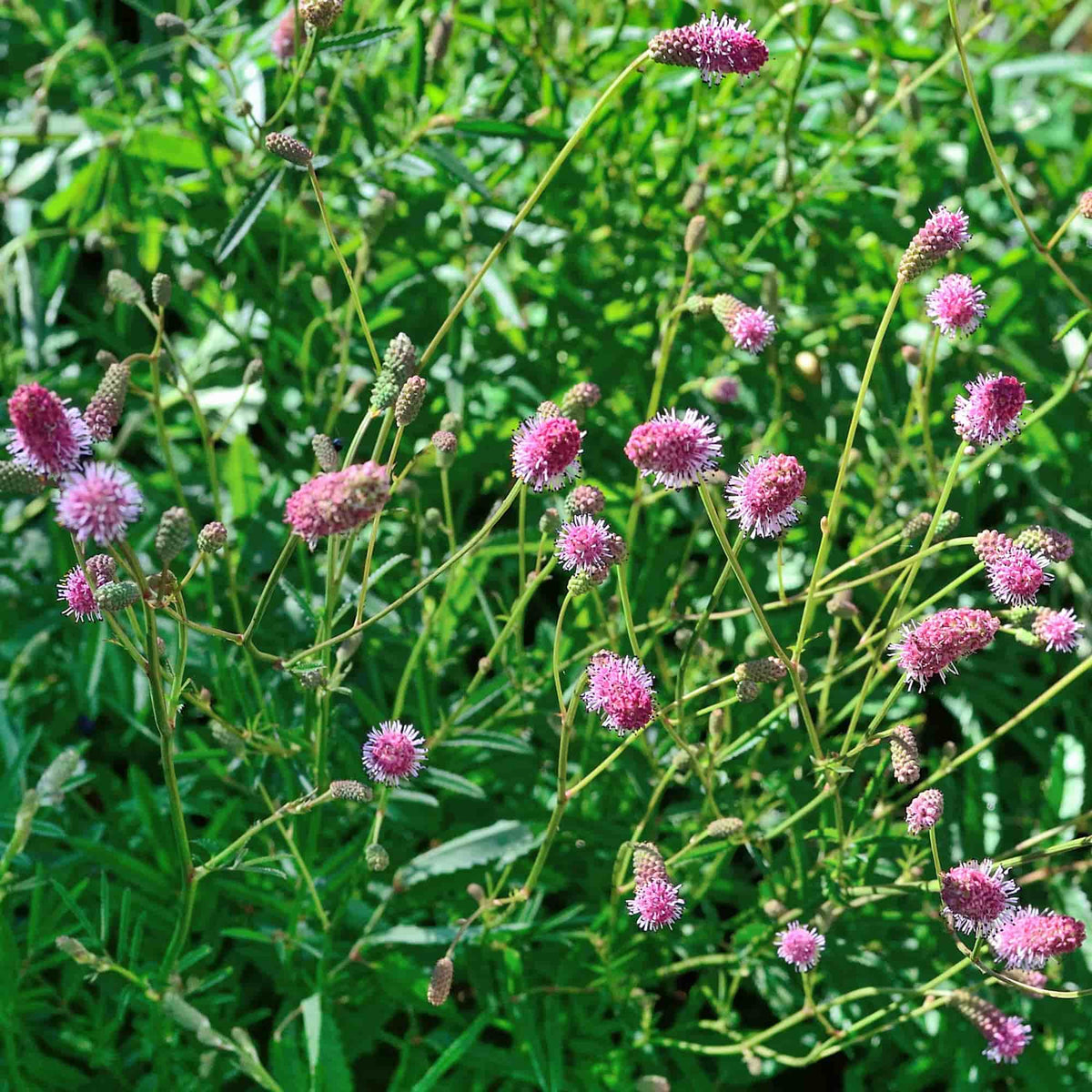 Sanguisorba 'Pink Tanna'