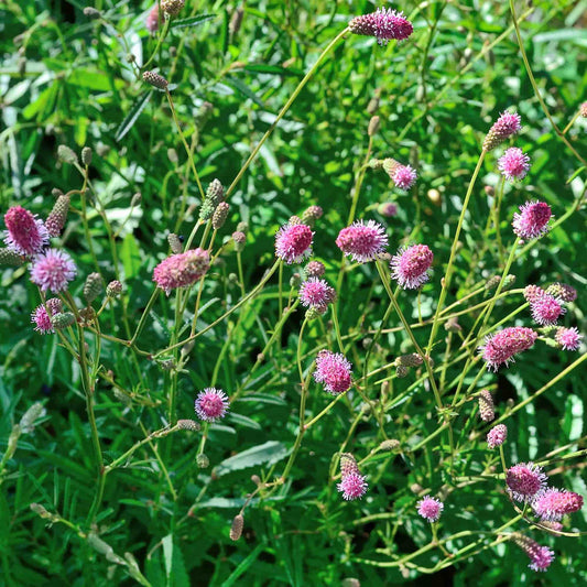 Sanguisorba 'Pink Tanna'
