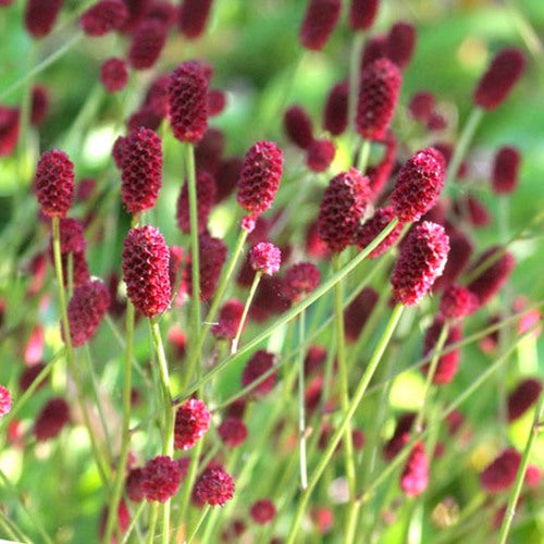 Sanguisorba 'Tanna'