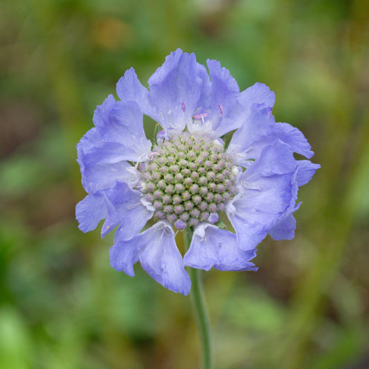 Scabiosa 'Fama Blue'