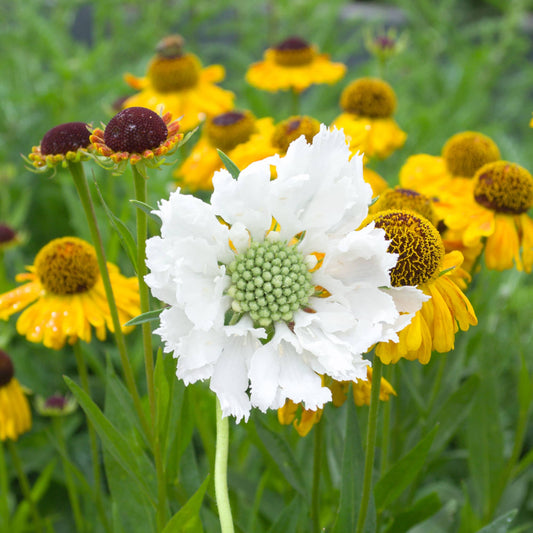 Scabiosa 'Fama White'