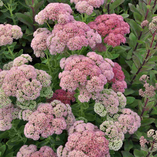 Sedum 'Autumn Joy'