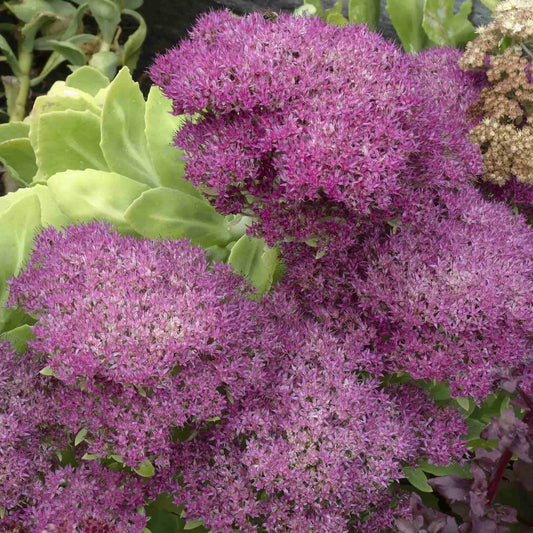 Sedum 'Brilliant'