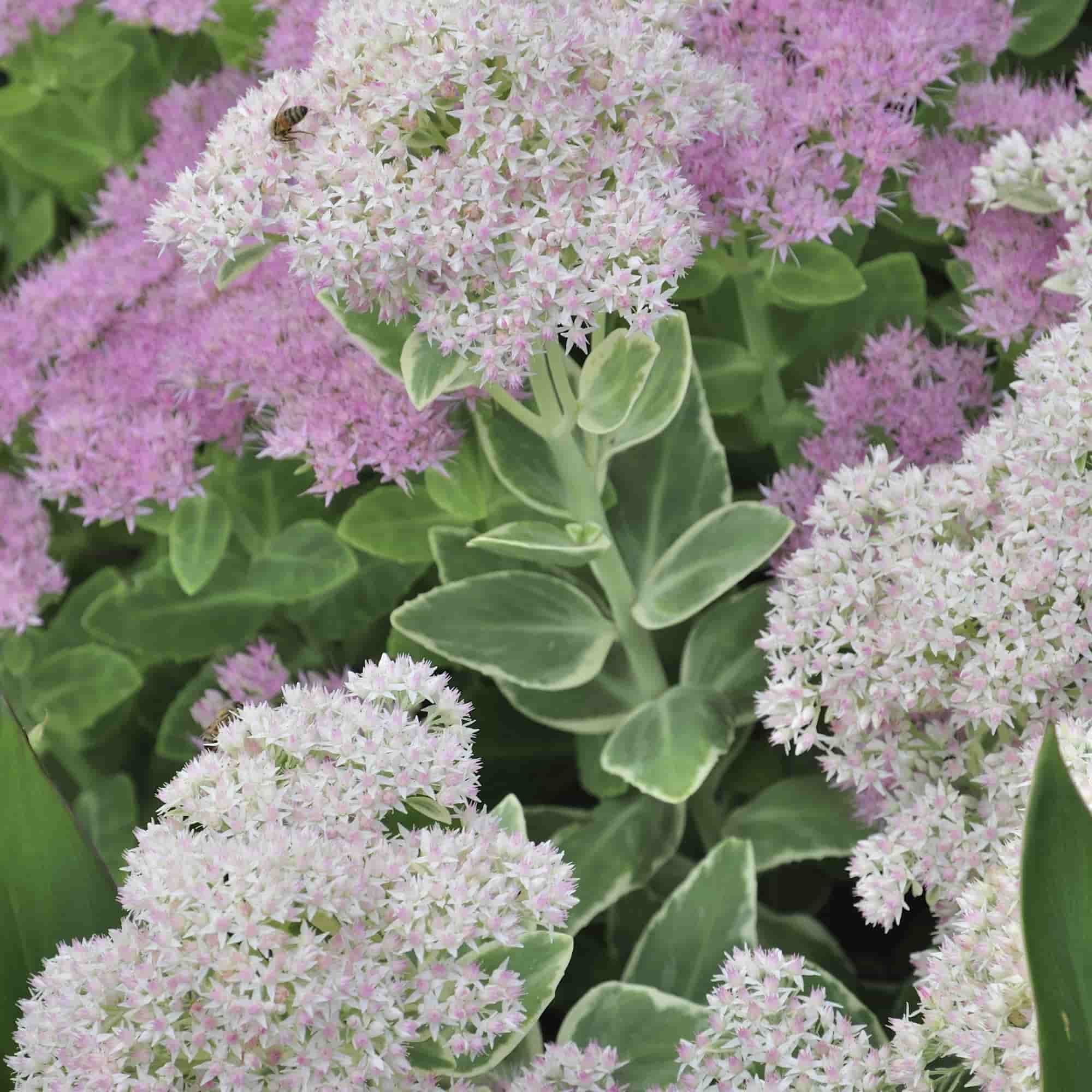 Sedum 'Frosty Morn' – Hills Perennials