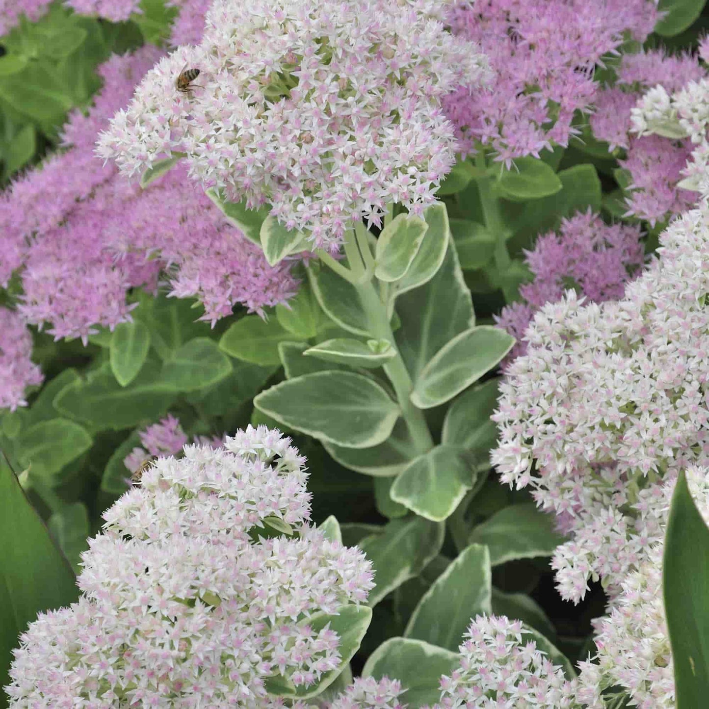 Sedum 'Frosty Morn'