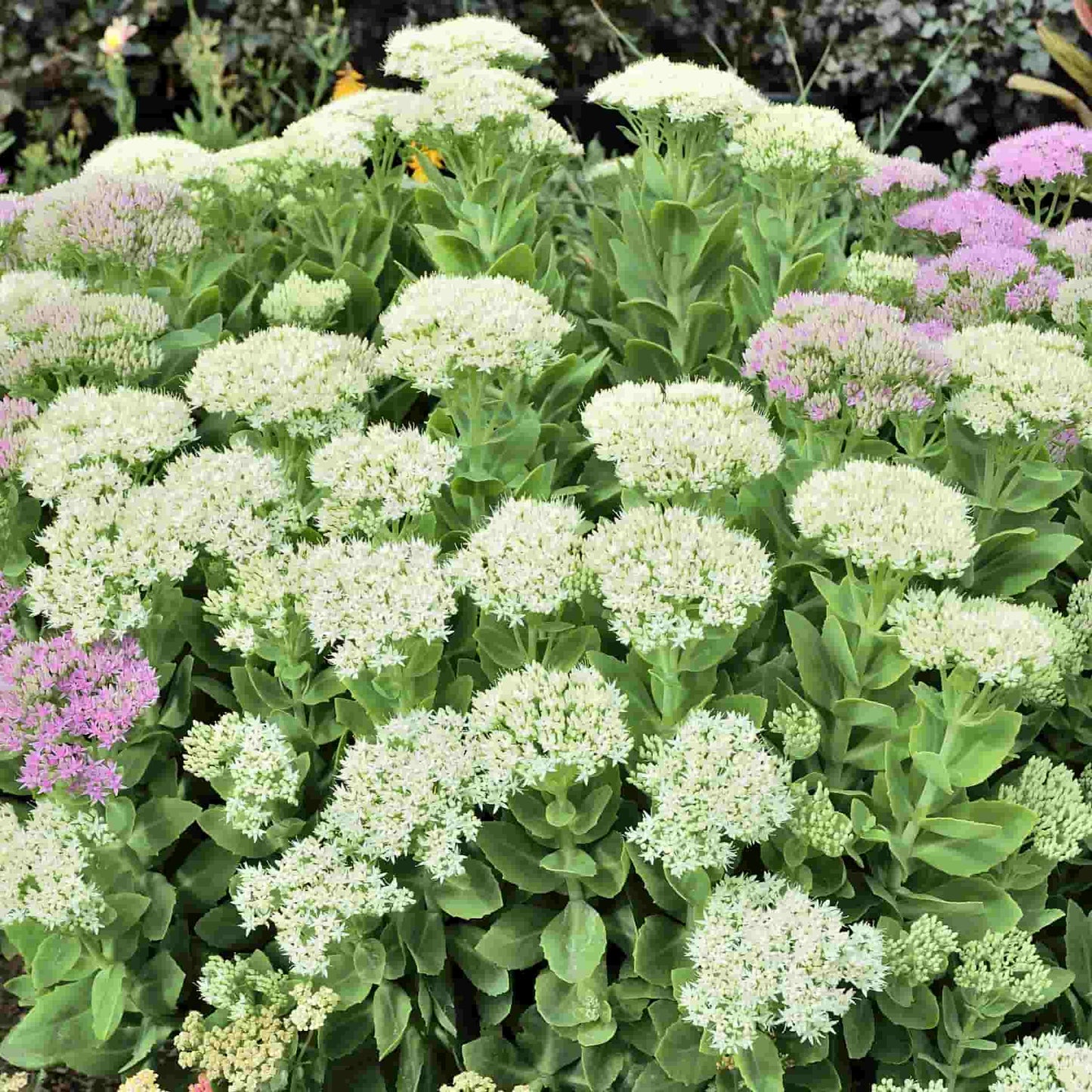 Sedum 'Iceberg'