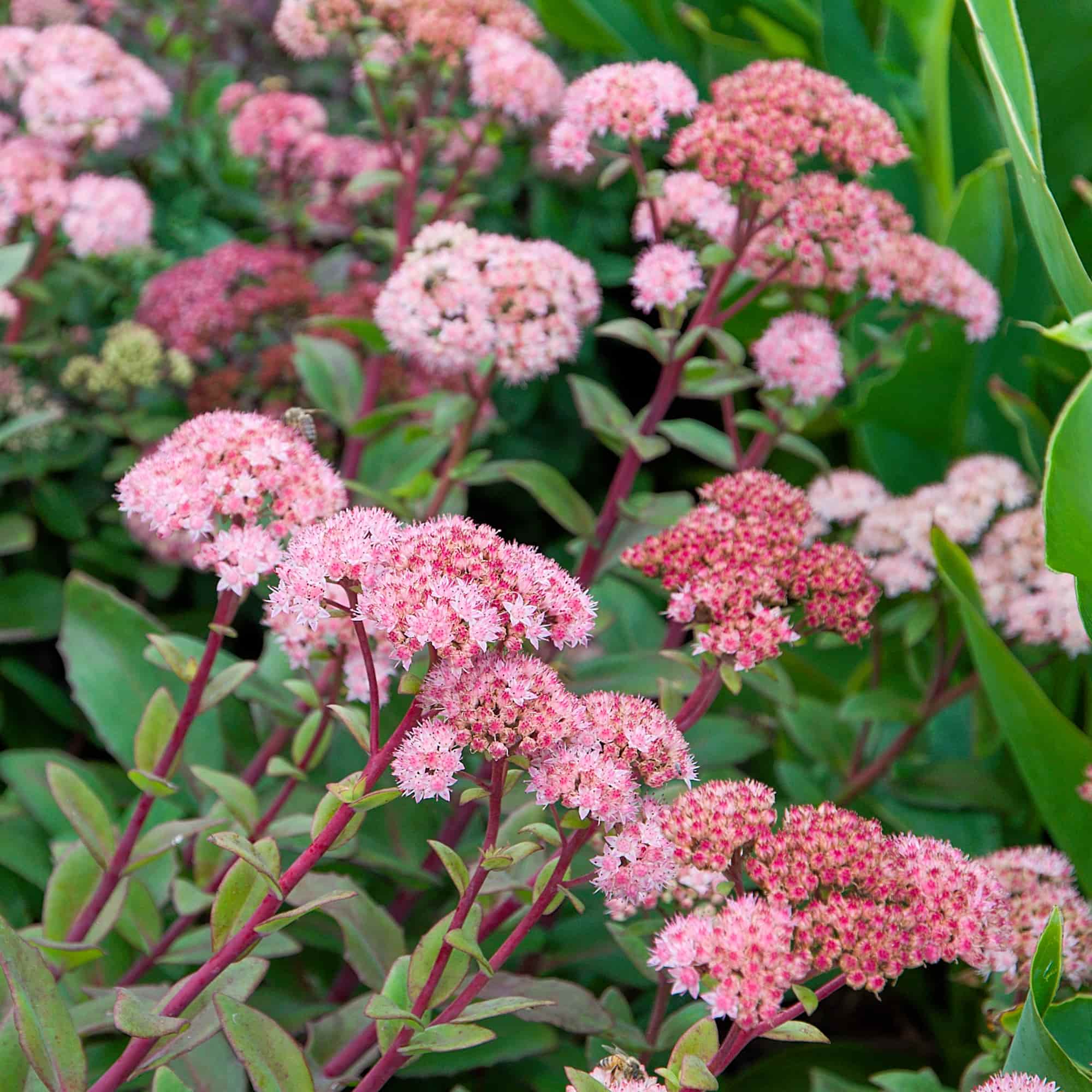 Sedum 'Matrona' – Hills Perennials