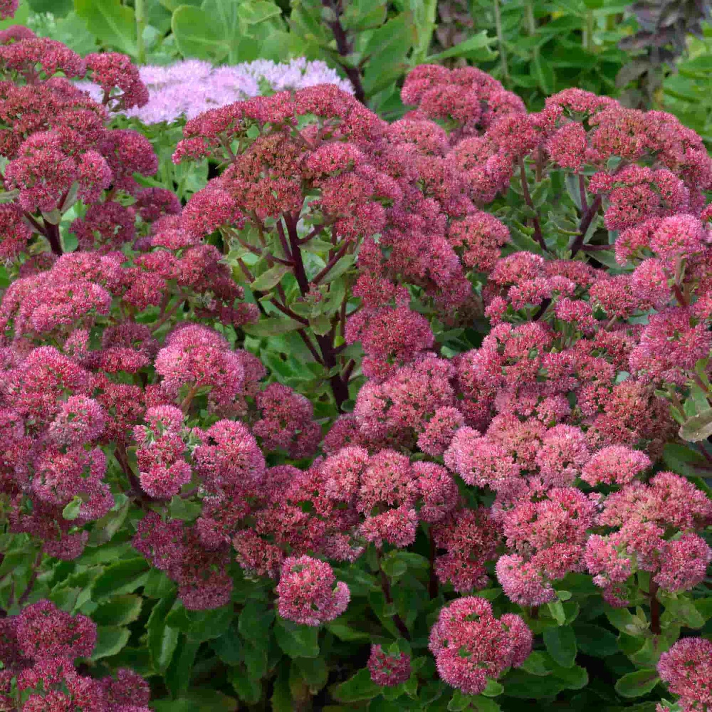 Sedum 'Munstead Red'