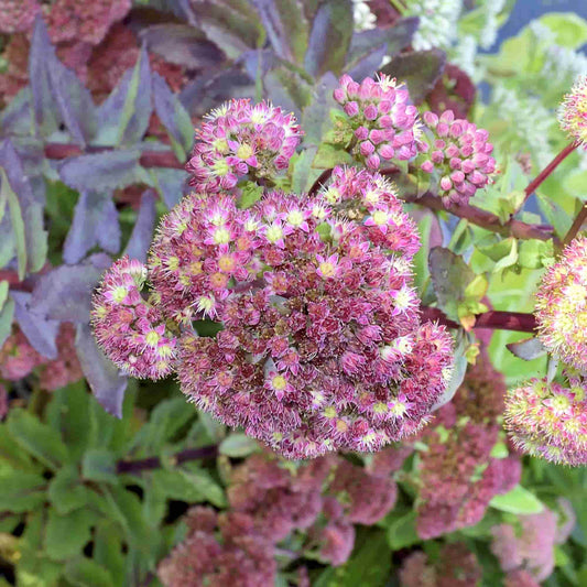 Sedum 'Strawberries and Cream'