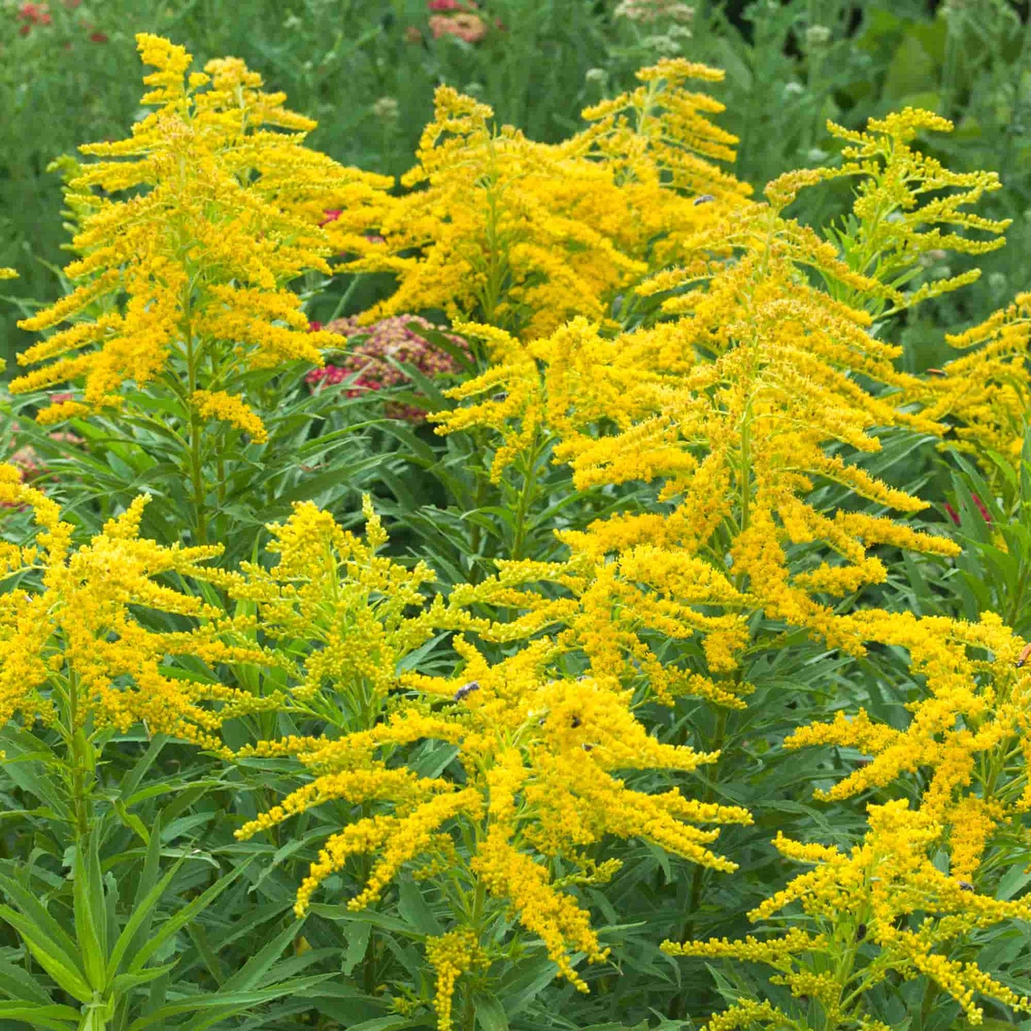 Solidago 'Baby Gold'