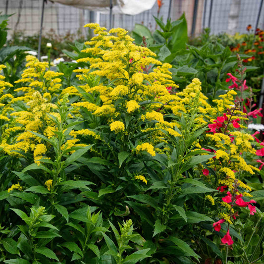 Solidago 'Evita'