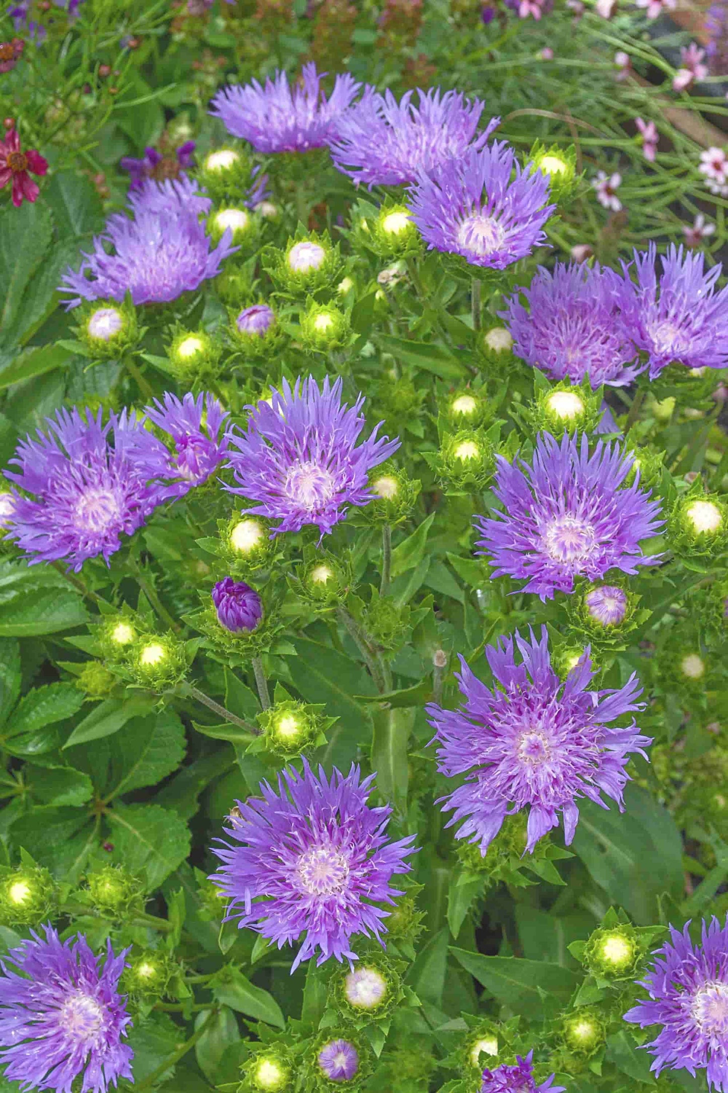 Stokesia 'Blue Moon'