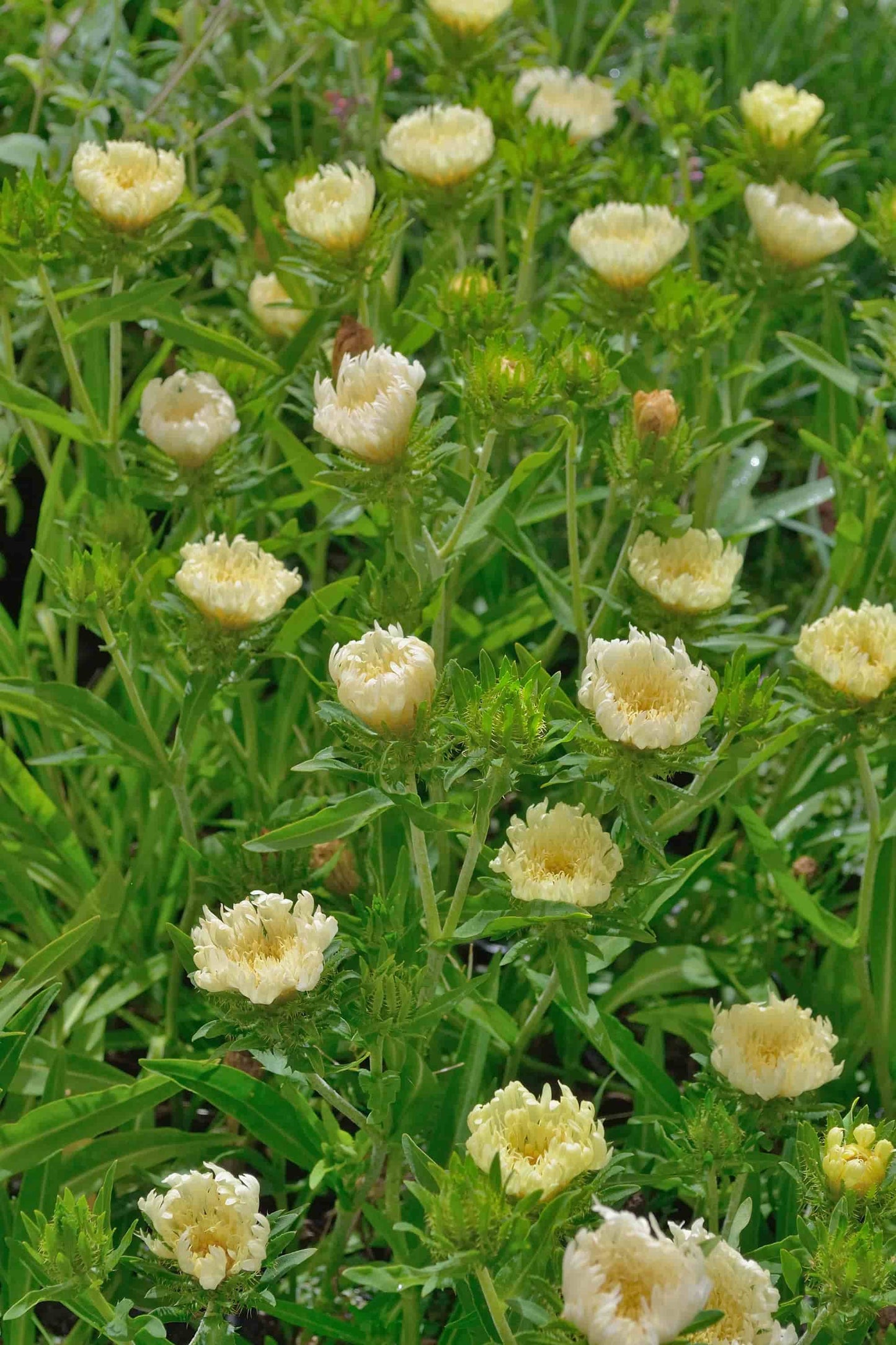 Stokesia 'Mary Gregory'