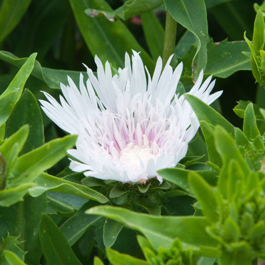 Stokesia 'White Moon'