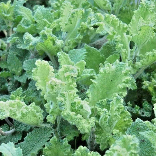 Teucrium 'Crispum Marginatum'