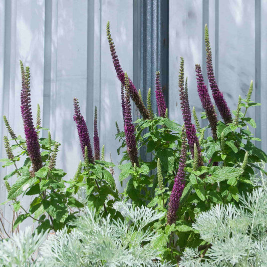 Teucrium 'Hircanicum'