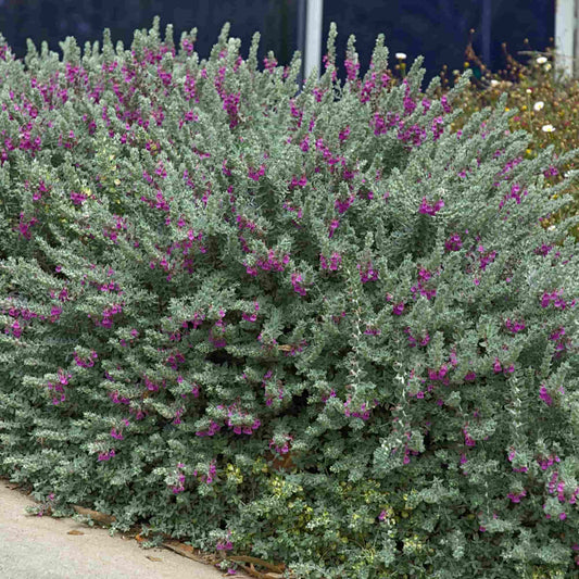 Teucrium 'Marum'