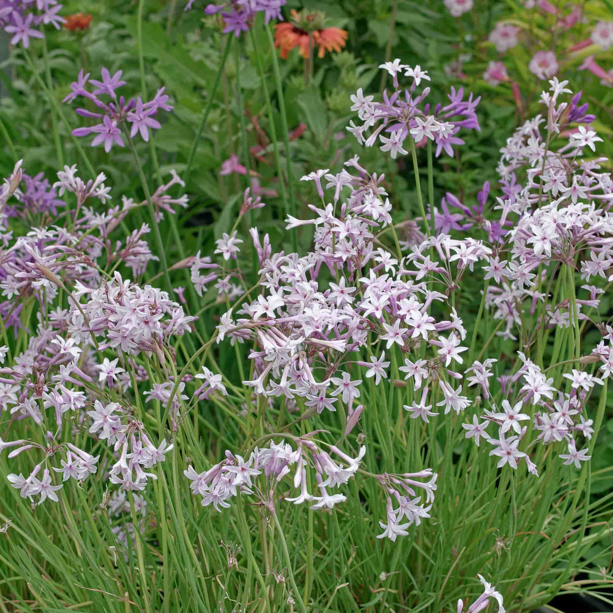 Tulbaghia 'Fairy Star'