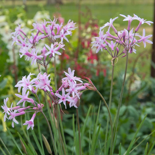 Tulbaghia 'John May's Special'