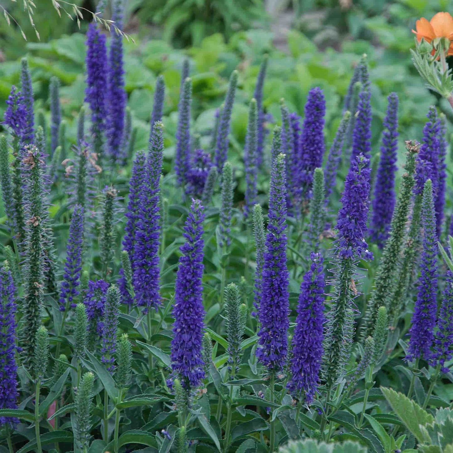 Veronica 'Blue Sensation'