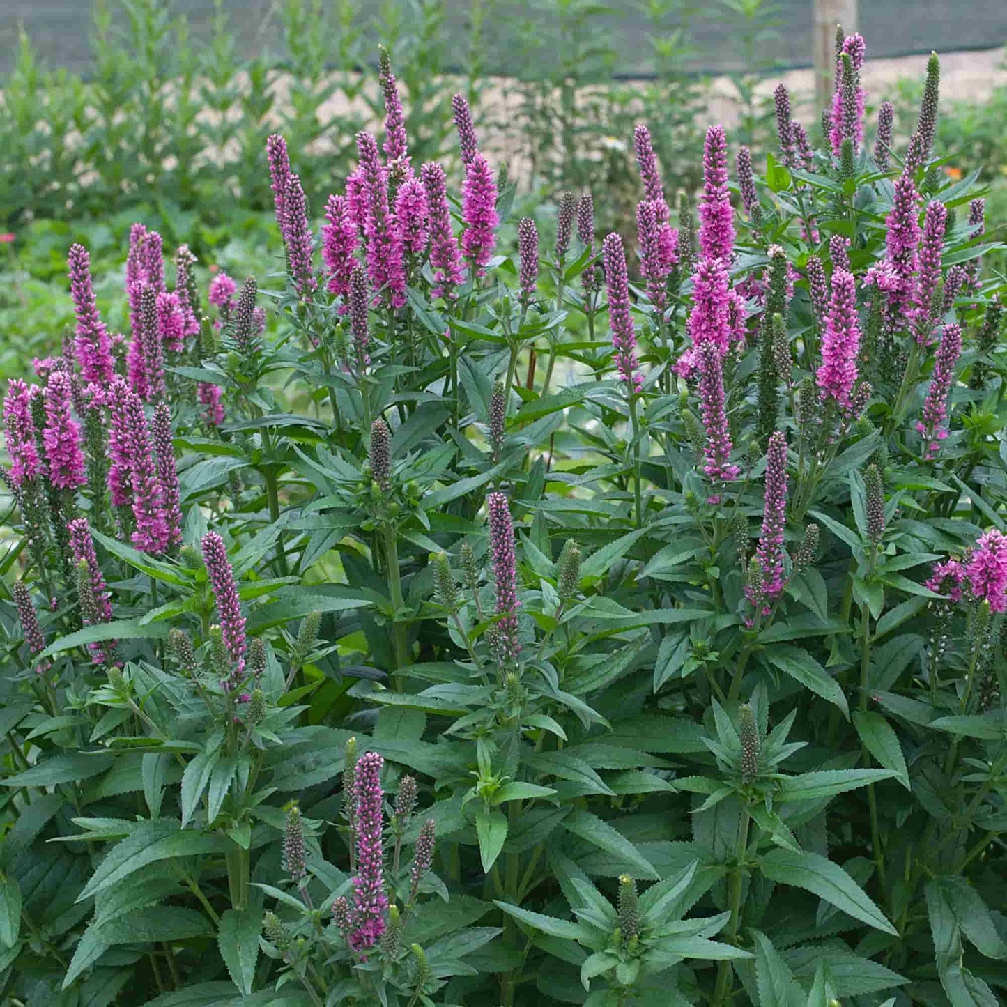 Veronica 'Oakbank Pink'