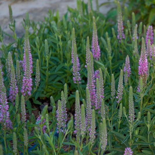 Veronica 'Norgates Mauve'